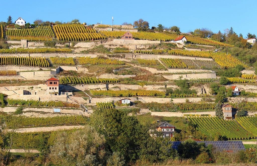 Vinmarker fra Sachsen i terrasseform