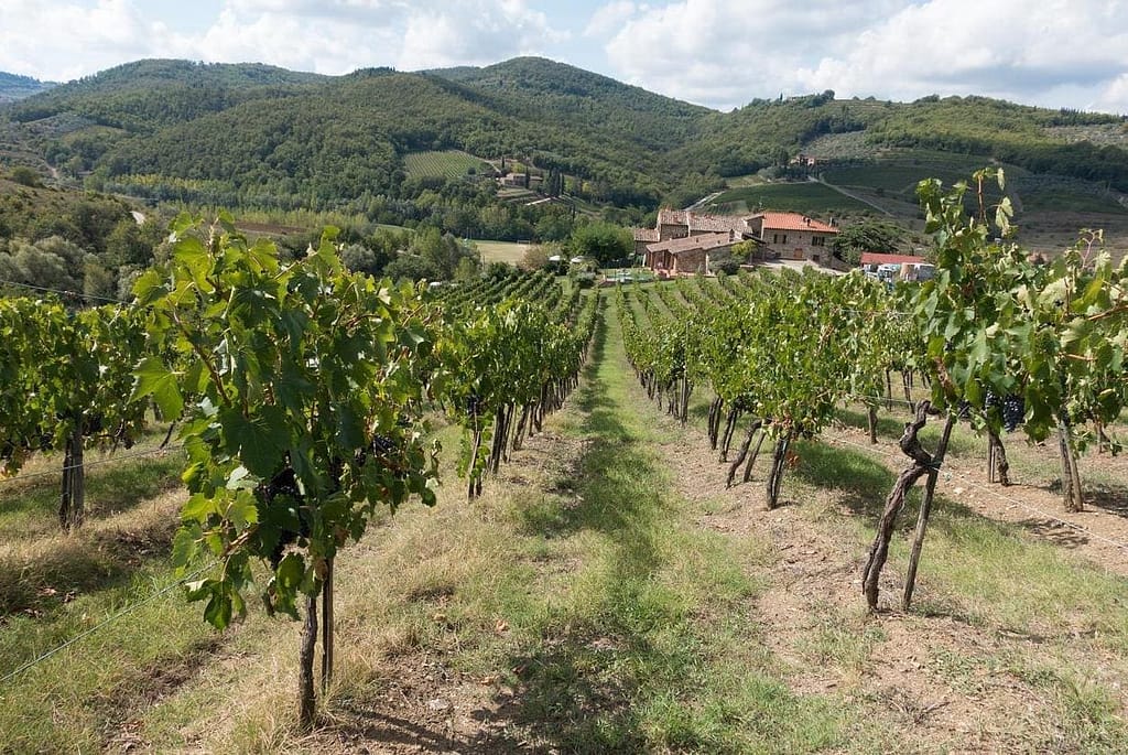 Vinmarker i Italien