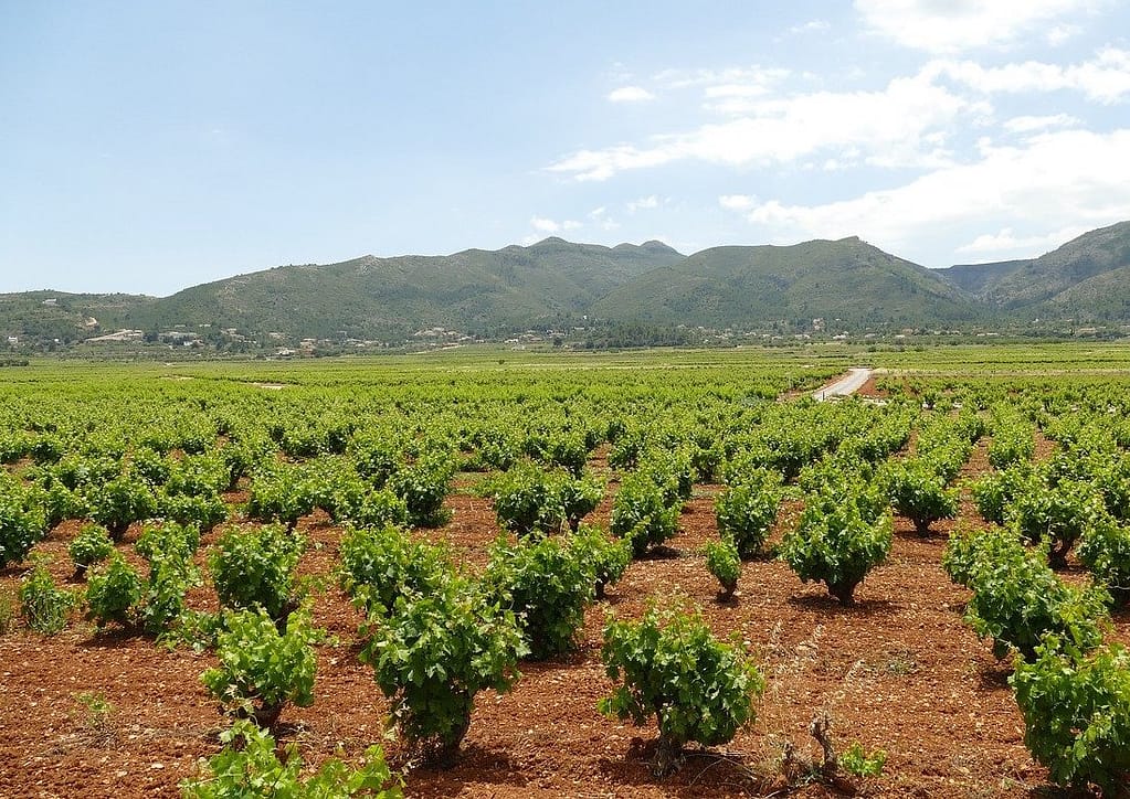 Vinmarker til Bianchello