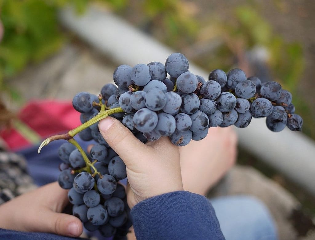 vindruer fra Sicilien
