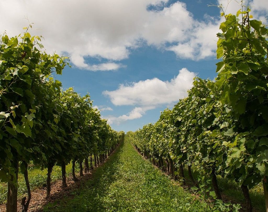 Vinmark med blå himmel