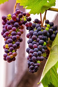 Naturvin kommer fra rigtige druer