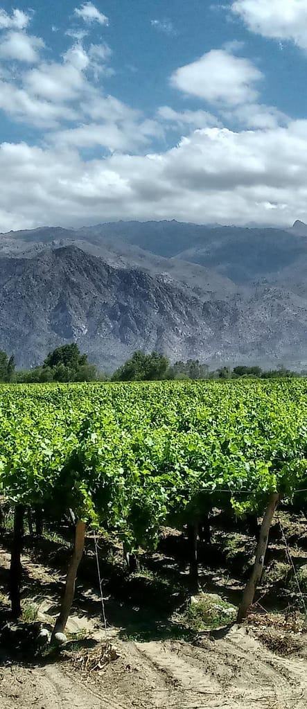 Argentinsk vine