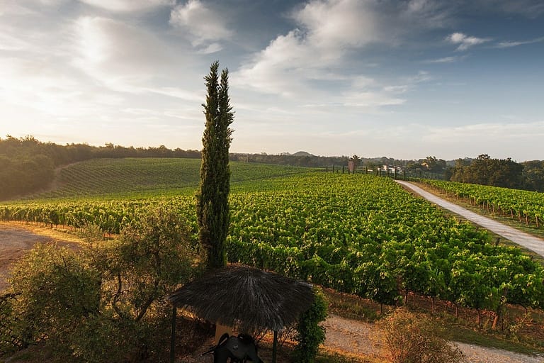 Vinmark i Toscana, vinregion i Italien