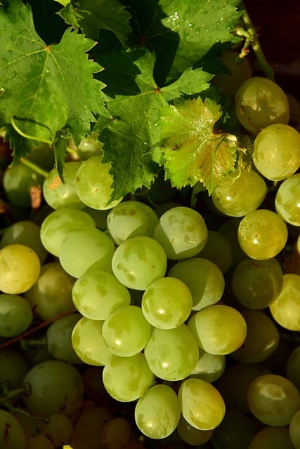 Biodynamisk vin druer