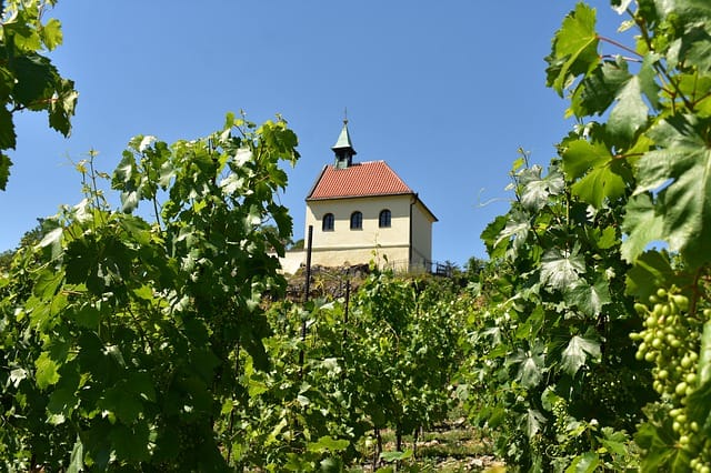 Biodynamisk vingård