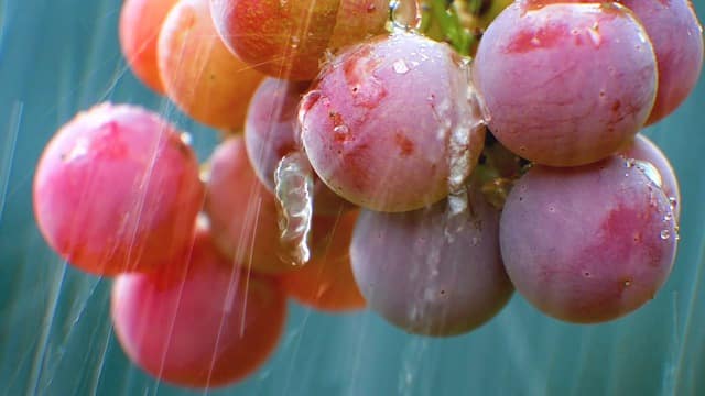 Økologiske druer i regn