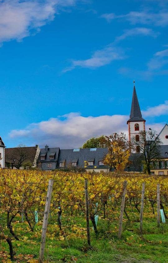 Vinmarker og slot fra vinregionen Rheingau