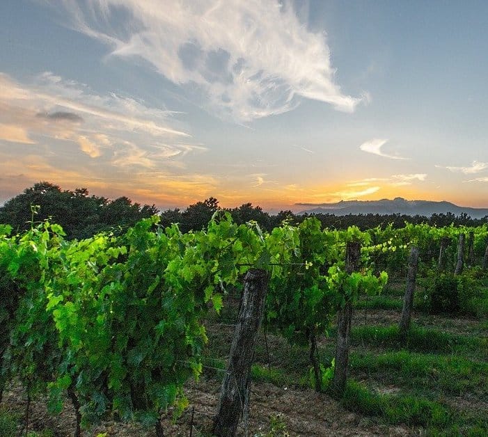 Vingård i Piemonte