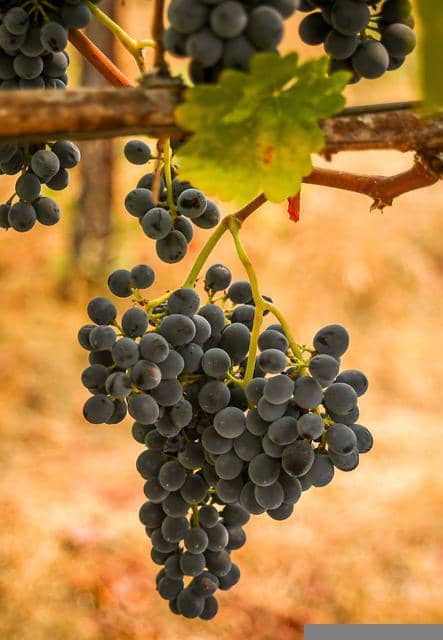 Syrah vin