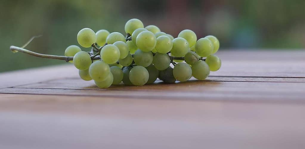 Grønne druer til hvidvin