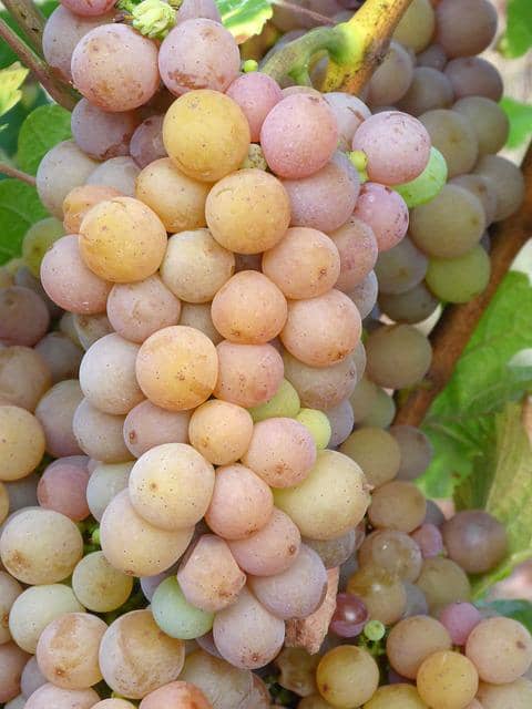 Druer til Pinot Gris